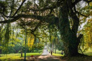 Morning Sunlight: The Natural Key to Energy, Focus, and Well-Being